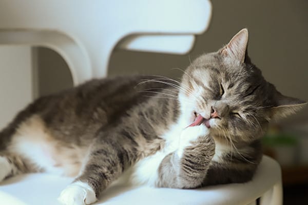 En Sık Görülen Kedi Hastalıkları