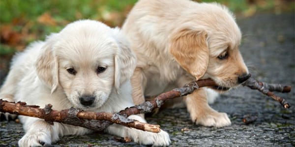 Köpekler Neden Kavga Eder?
