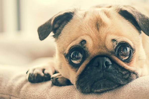 Köpeklerde Herpes Virus Enfeksiyonları
