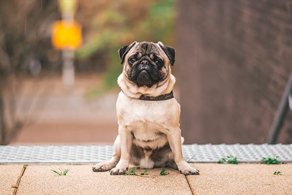 Köpekler İçin Sağlıklı Meyveler