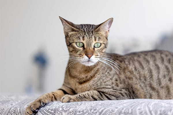 Egyptian Mau Kedisi Özellikleri, Bakımı, Beslenmesi ve Eğitimi