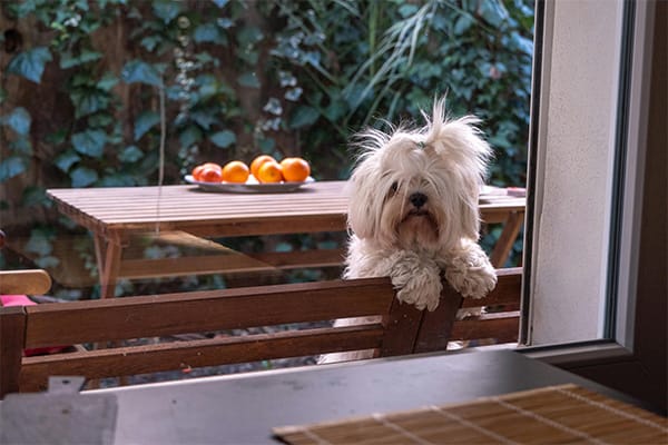 Maltese Köpeği Özellikleri, Bakımı, Beslenmesi ve Eğitimi