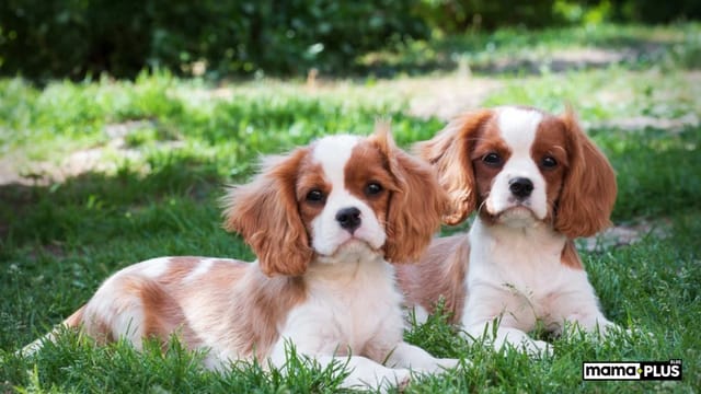 Charles Spaniel Köpek Irkı Beslenme Rehberi