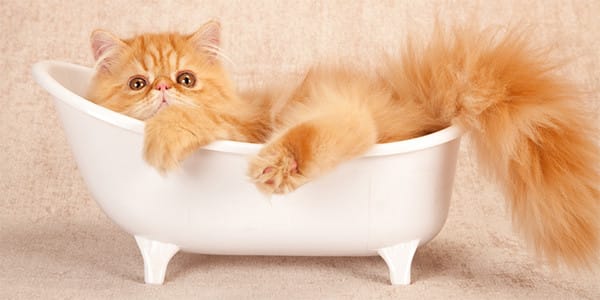 Kedi Nasıl Yıkanır?