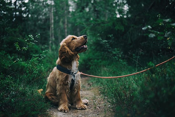 Köpekler sebze yiyebilir mi?