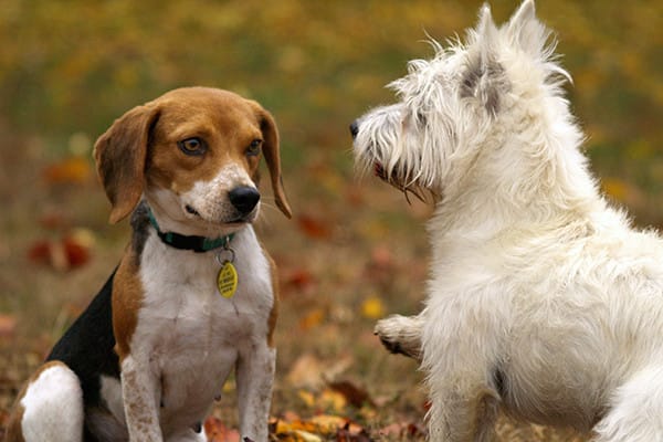 Köpek Distemper (Gençlik Hastalığı) nedir?