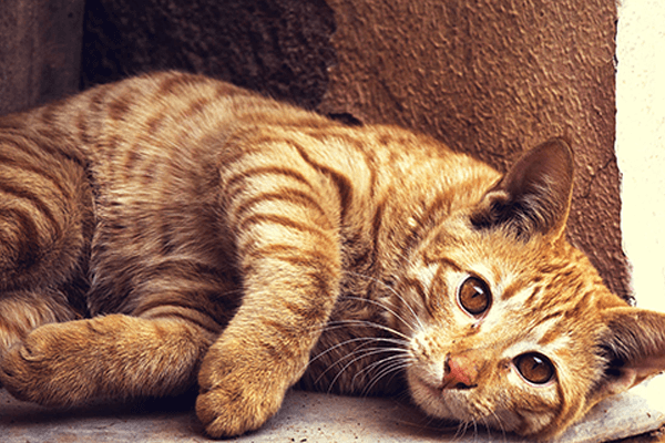 Kedi ve Köpeklerde Menopoz