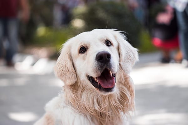 Köpeklerde Dejeneratif Miyelopati