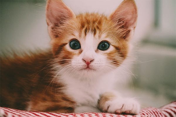 Yavru Kedi Besleme İpuçları