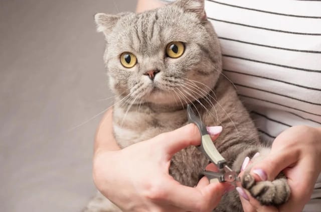 Kedi Tırnağı Nasıl Kesilir?