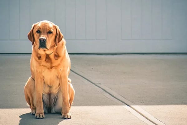 Köpekler İçin Zehirli Bitkiler