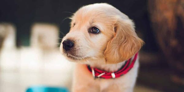 8-12 Haftalık Yavru Köpek Gelişimi