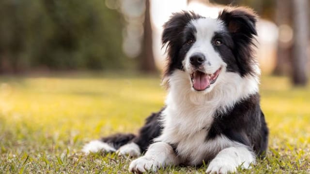 Border Collie Köpek Irkı Özellikleri, Bakımı, Beslenmesi ve Eğitimi