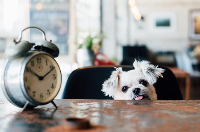 Köpeklerin Zaman Algısı Var Mı?