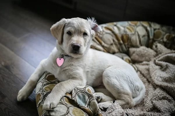10 Benzersiz Melez Köpek