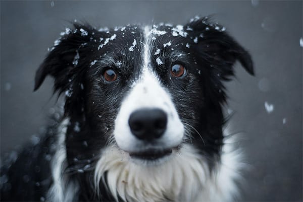 Collie Köpek Irkı Özellikleri, Bakımı, Beslenmesi ve Eğitimi