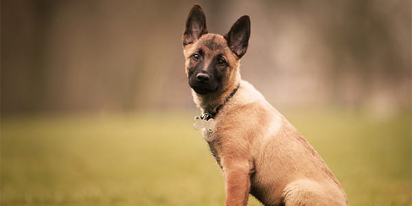 Köpeklerde Ataksi