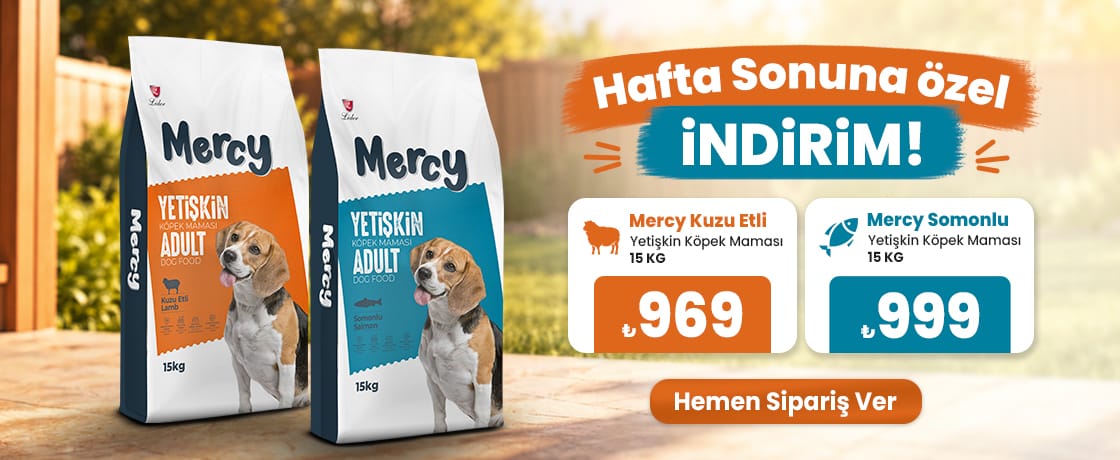 Mercy Köpek