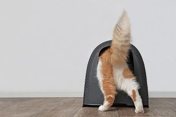 Evcil Hayvanınızın Üriner Sorunları Varsa Bilmeniz Gereken 4 Şey