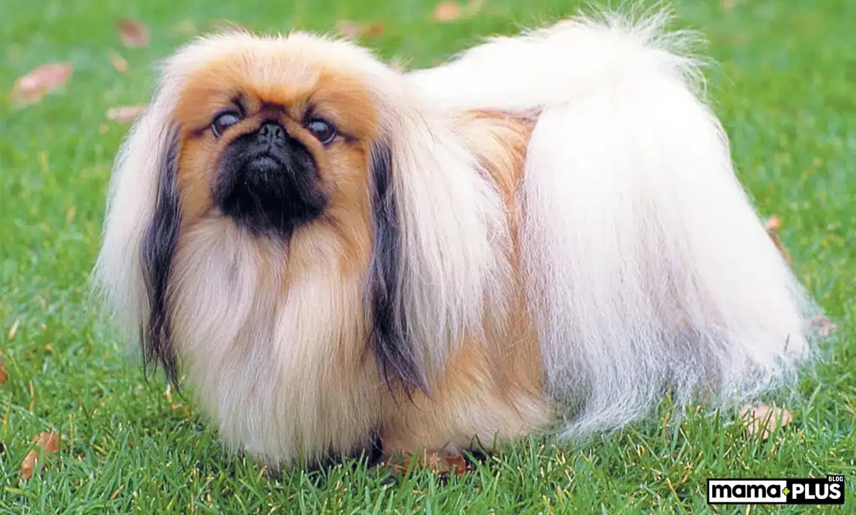 Pekingese Köpek Irkı Özellikleri, Bakımı, Beslenmesi ve Eğitimi