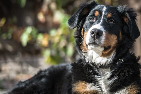 Yetişkin Köpeğinizin Kalbini Nasıl Sağlıklı Tutabilirsiniz?