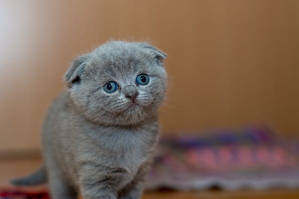 Yeni Bir Yavru Kedi Bakımı: İlk 6 Ay