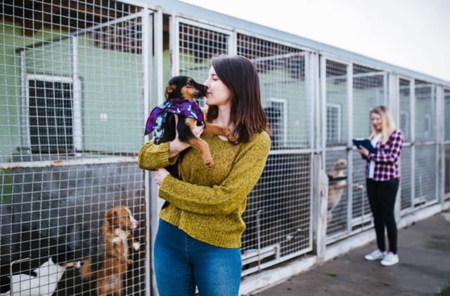 Barınaktan Köpek Sahiplenmeden Önce Bilmeniz Gereken 6 Şey