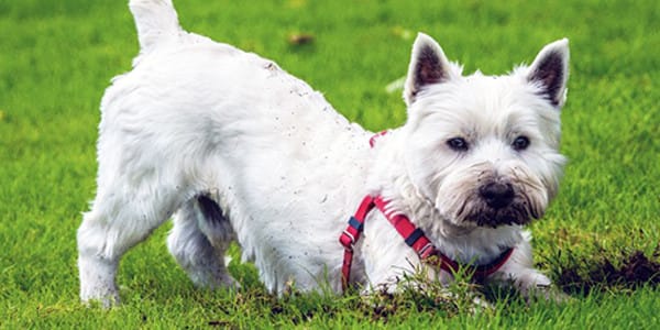 Köpekler Neden Agresif Davranır?