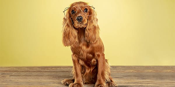 Köpeklerde Hıçkırık