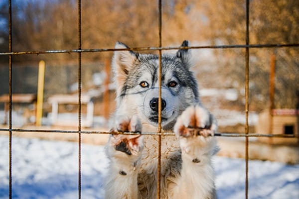 Köpek Demansının 7 Belirtisi