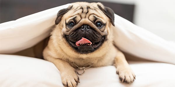 Çocuklu Aileler İçin Mükemmel Olan 12 Küçük Köpek Cinsi