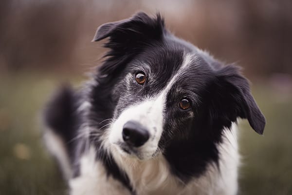 Köpeklerde Sık Karşılaşılan İdrar Problemleri