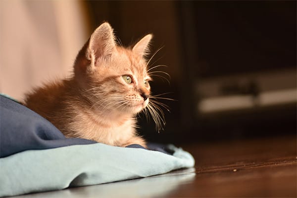 Kedilerin Tuvaletini Eve Yapmaması İçin 5 Pratik Ev Çözümü