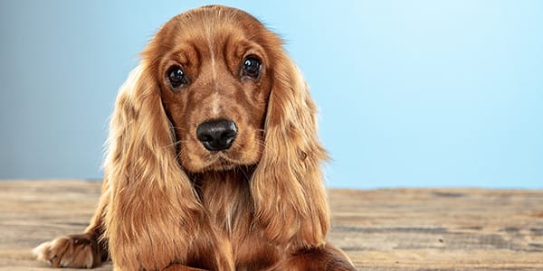 Köpeklerde Vestibüler Hastalık