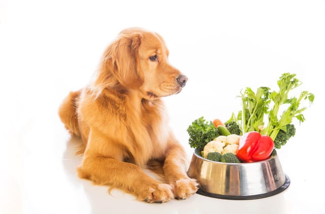 Köpeğinizin İdeal Kilosunu Korumak İçin İpuçları
