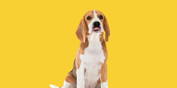 Köpeklerde Dirsek Higroma