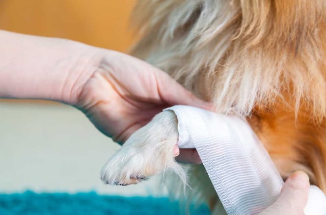 Köpeğinizdeki Ağrıyı Nasıl Tanırsınız ve Yardım Etmek İçin Ne Yapabilirsiniz?
