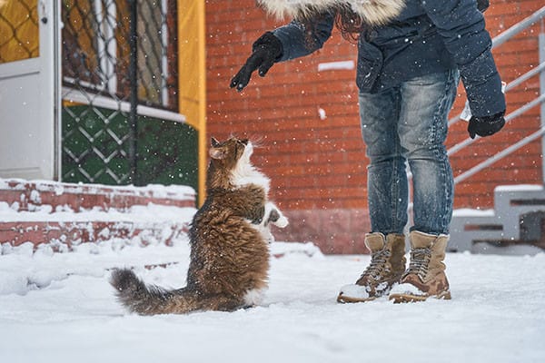 Kedilerde Besin Alerjisine Bağlı Deri Hastalığı