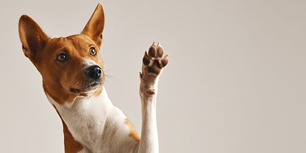 Köpeklerde Gastrit