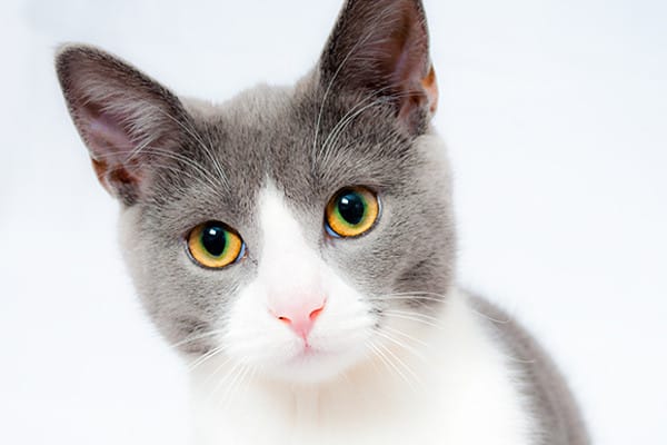 Tahılsız, Düşük Tahıllı Kedi Mamasının Sağlığa Faydaları Hakkında Bilmeniz Gereken Her Şey