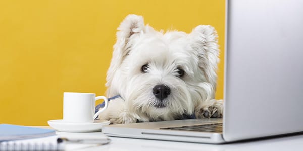 Köpeklerde Genel Bakım