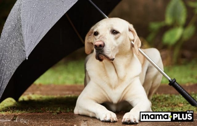 Köpekler ve Fırtına Fobisi