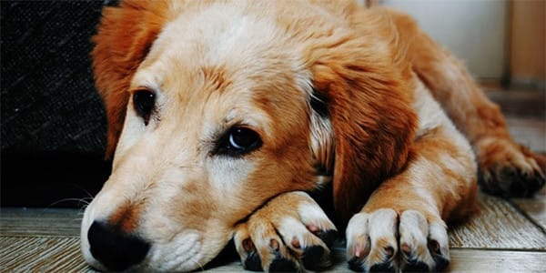 Utangaç veya Saldırgan Bir Köpeğe Nasıl Yaklaşılır?