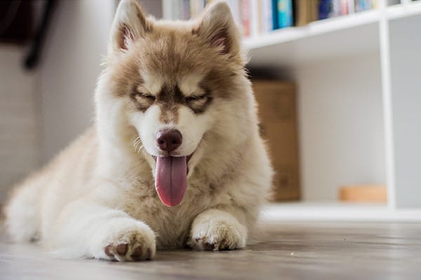 Köpeklerdeki Kepek Hakkında Bilmeniz Gerekenler