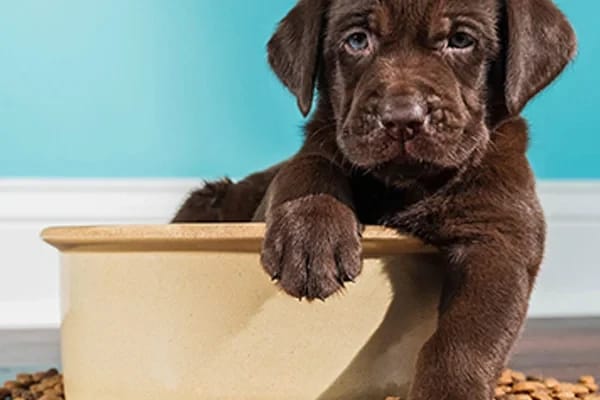 Köpeğim Mama Yemiyor! Sebebi Ne Olabilir?