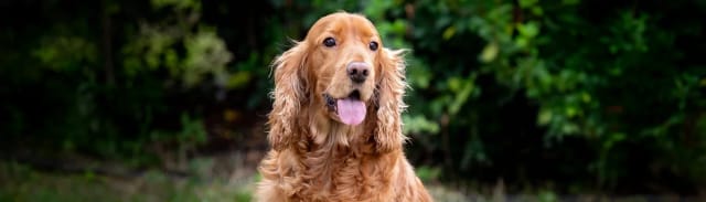 Köpeğim İshalken Onu Nasıl Beslemeliyim?