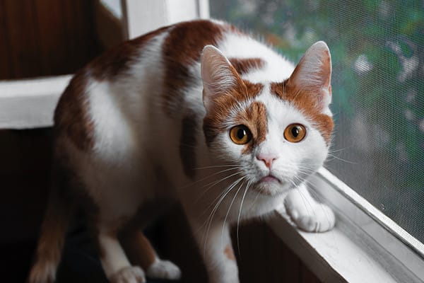 Kedi Miyavlamasının Farklı Anlamları Nelerdir?