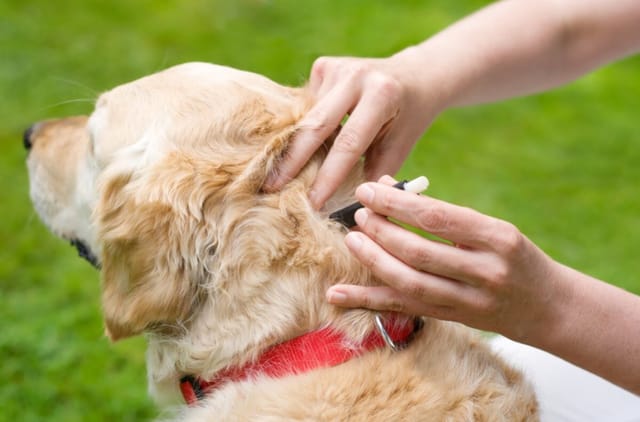 Köpeğimin Eklem Ağrısı Lyme Hastalığı Olabilir Mi?