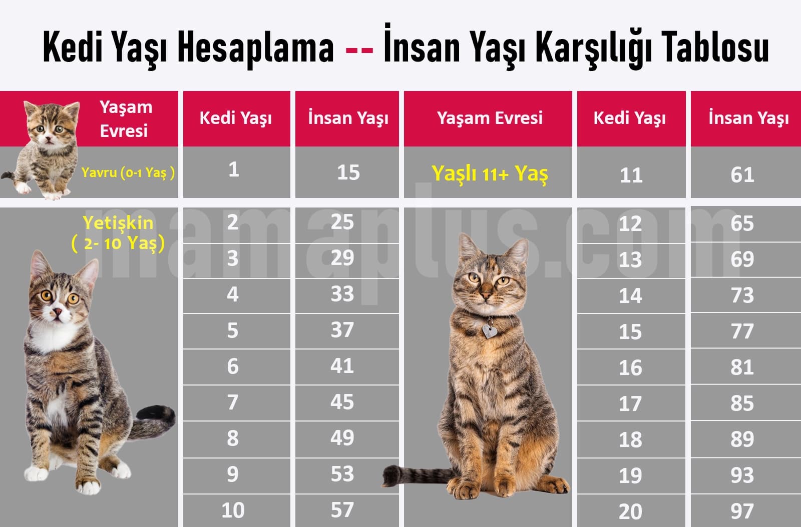 Kedi Yaşı Hesaplama | İnsan Yaşı Karşılığı Tablosu [2025]
