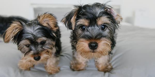 Yavru Köpeğinizin Diş Bakımı Nasıl Olmalı?